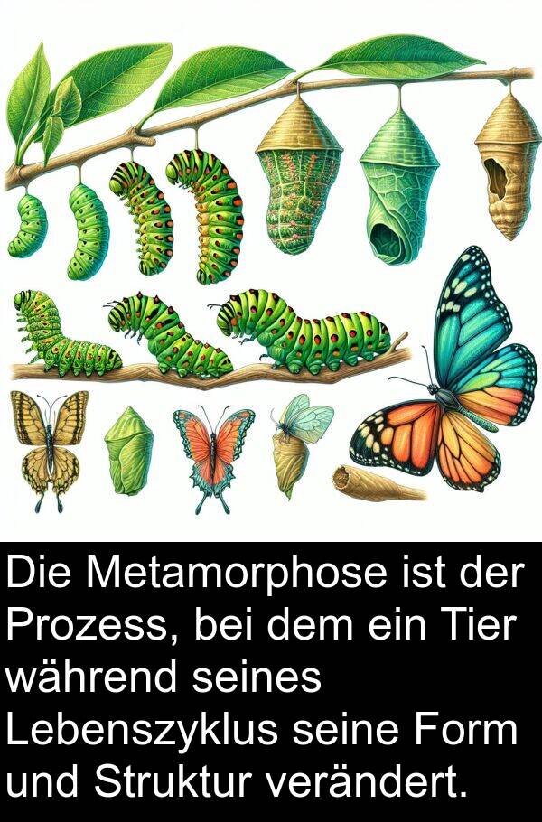 Form: Die Metamorphose ist der Prozess, bei dem ein Tier während seines Lebenszyklus seine Form und Struktur verändert.