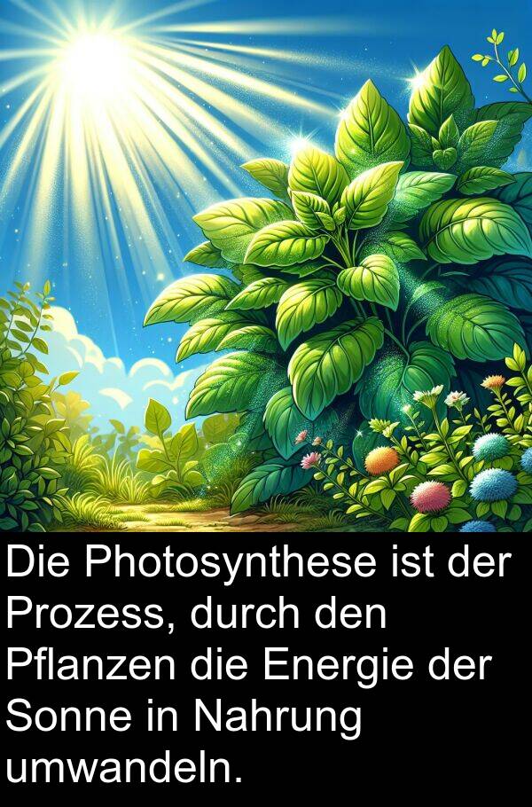 Energie: Die Photosynthese ist der Prozess, durch den Pflanzen die Energie der Sonne in Nahrung umwandeln.