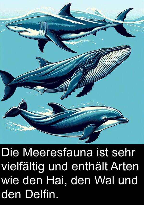 Delfin: Die Meeresfauna ist sehr vielfältig und enthält Arten wie den Hai, den Wal und den Delfin.