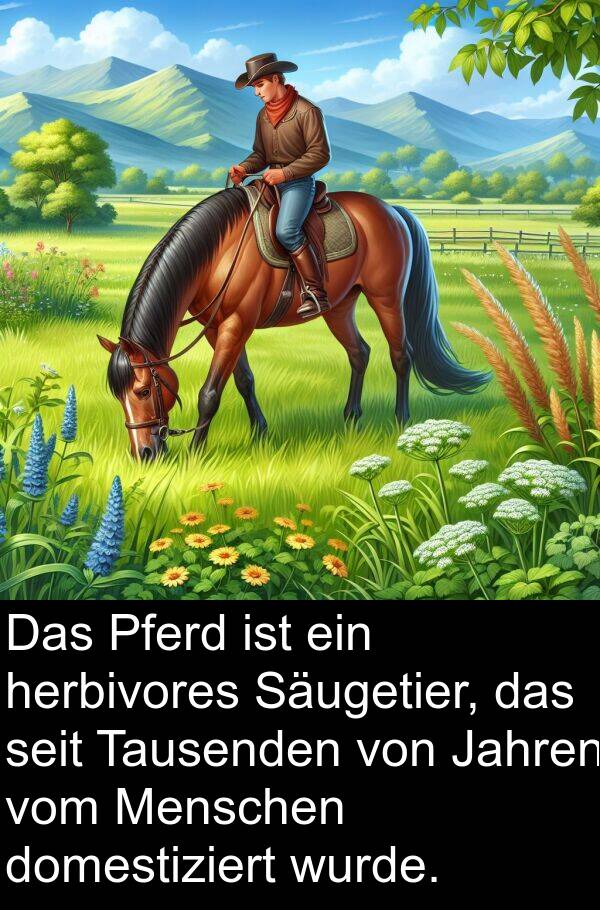 domestiziert: Das Pferd ist ein herbivores Säugetier, das seit Tausenden von Jahren vom Menschen domestiziert wurde.