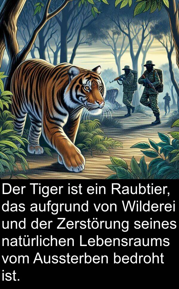 Zerstörung: Der Tiger ist ein Raubtier, das aufgrund von Wilderei und der Zerstörung seines natürlichen Lebensraums vom Aussterben bedroht ist.