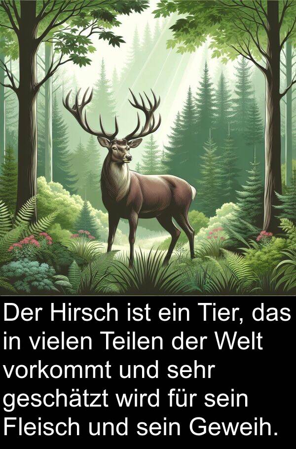 Teilen: Der Hirsch ist ein Tier, das in vielen Teilen der Welt vorkommt und sehr geschätzt wird für sein Fleisch und sein Geweih.