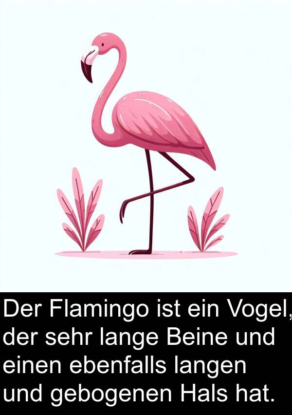 ebenfalls: Der Flamingo ist ein Vogel, der sehr lange Beine und einen ebenfalls langen und gebogenen Hals hat.