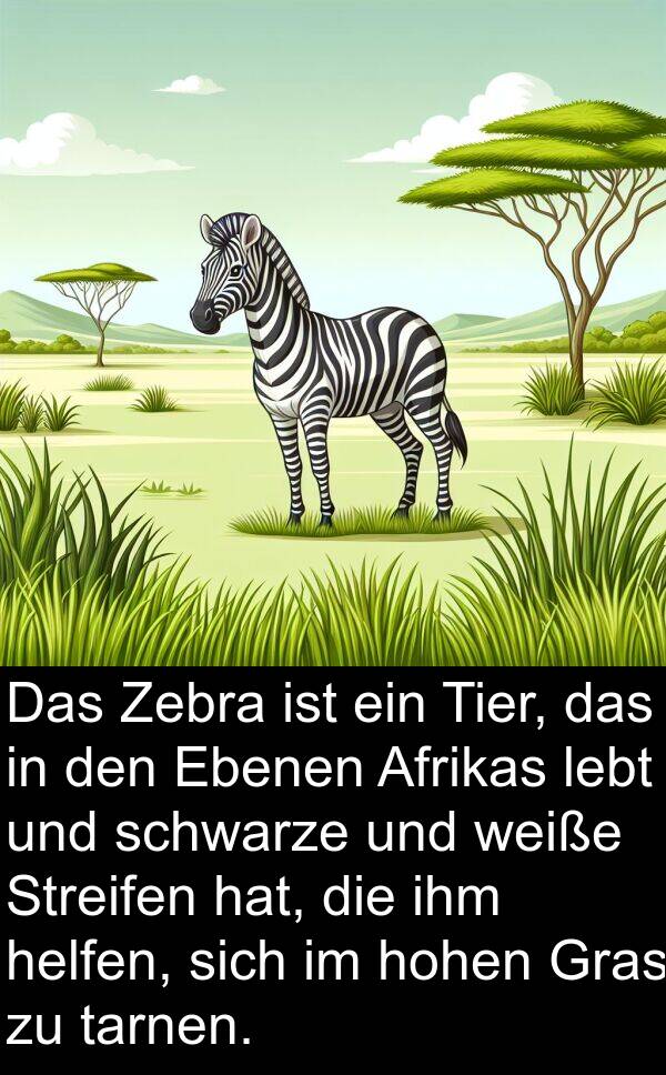 Ebenen: Das Zebra ist ein Tier, das in den Ebenen Afrikas lebt und schwarze und weiße Streifen hat, die ihm helfen, sich im hohen Gras zu tarnen.