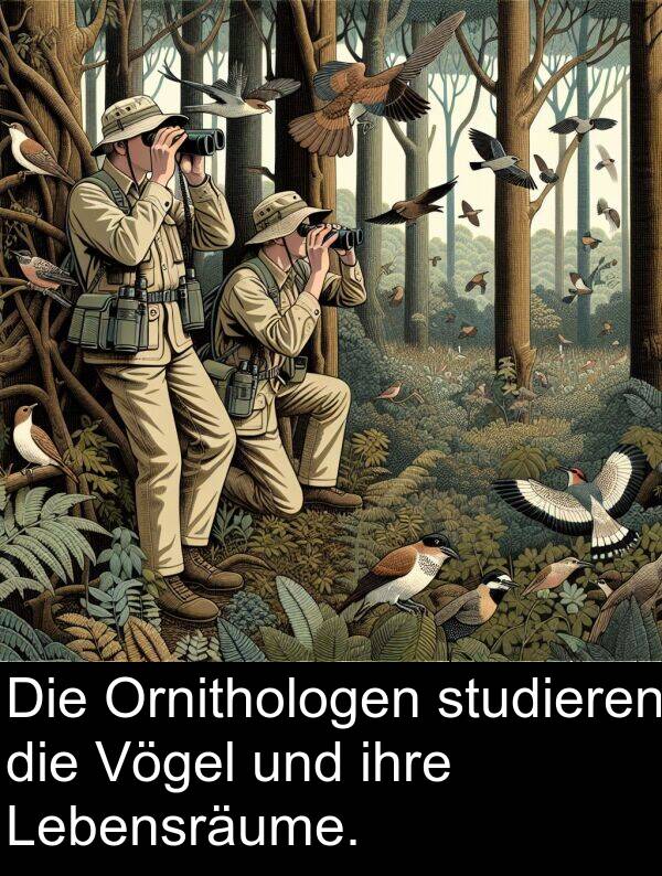 ihre: Die Ornithologen studieren die Vögel und ihre Lebensräume.