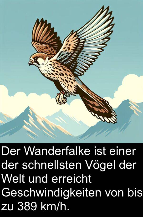 erreicht: Der Wanderfalke ist einer der schnellsten Vögel der Welt und erreicht Geschwindigkeiten von bis zu 389 km/h.