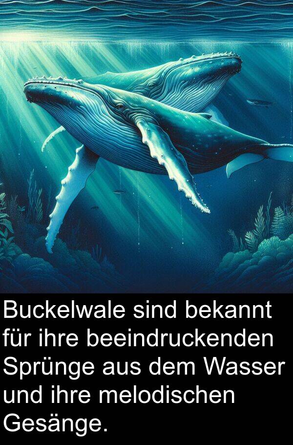 Sprünge: Buckelwale sind bekannt für ihre beeindruckenden Sprünge aus dem Wasser und ihre melodischen Gesänge.