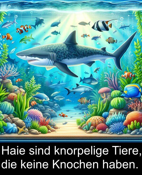 keine: Haie sind knorpelige Tiere, die keine Knochen haben.