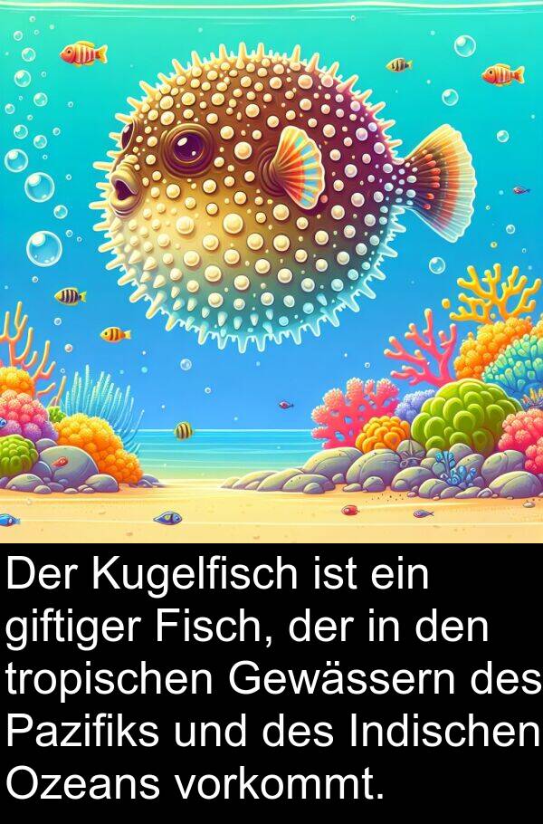 Indischen: Der Kugelfisch ist ein giftiger Fisch, der in den tropischen Gewässern des Pazifiks und des Indischen Ozeans vorkommt.