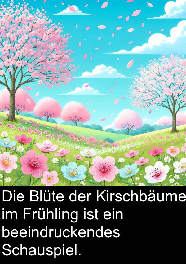 Schauspiel: Die Blüte der Kirschbäume im Frühling ist ein beeindruckendes Schauspiel.