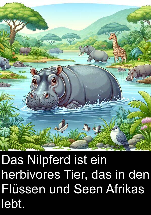 Tier: Das Nilpferd ist ein herbivores Tier, das in den Flüssen und Seen Afrikas lebt.