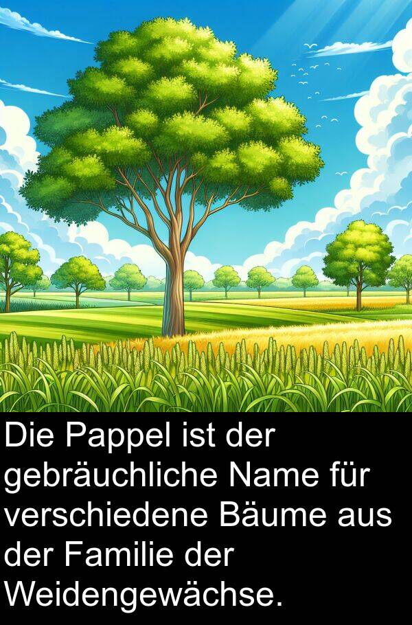 gebräuchliche: Die Pappel ist der gebräuchliche Name für verschiedene Bäume aus der Familie der Weidengewächse.