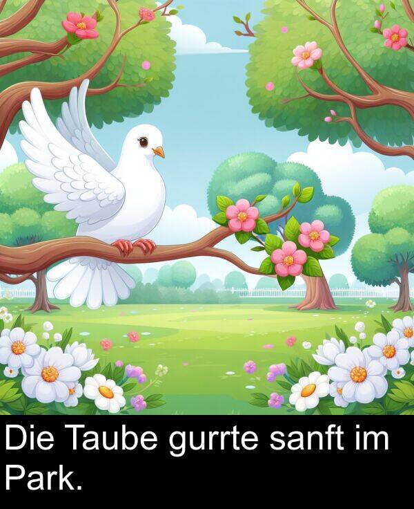 gurrte: Die Taube gurrte sanft im Park.