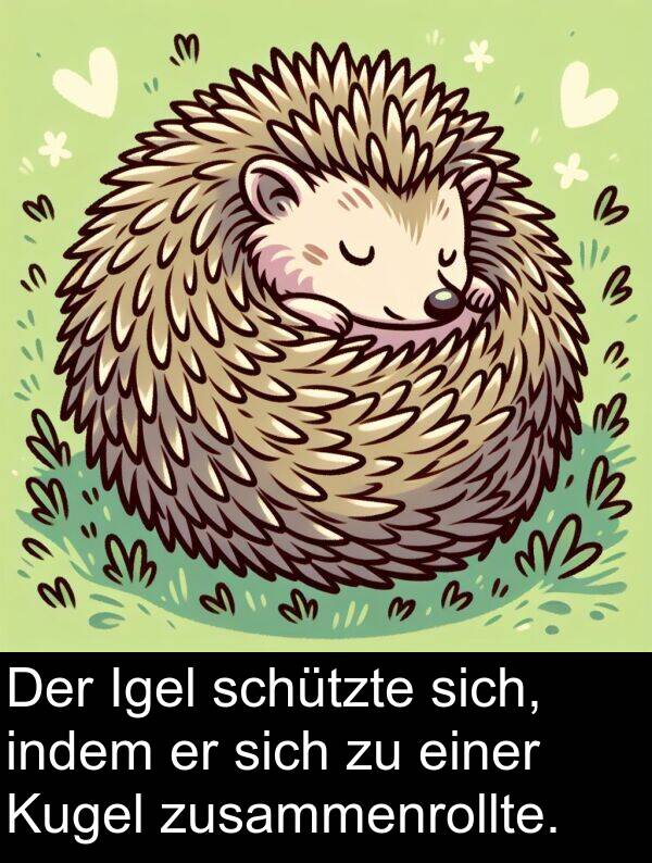 Igel: Der Igel schützte sich, indem er sich zu einer Kugel zusammenrollte.