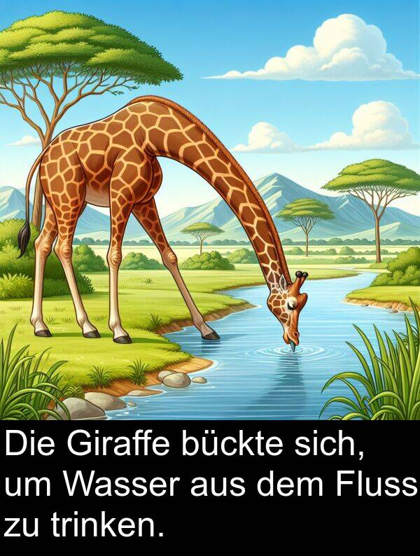 Fluss: Die Giraffe bückte sich, um Wasser aus dem Fluss zu trinken.