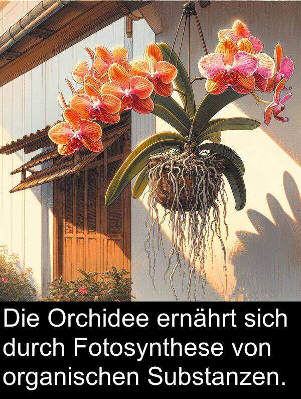 Fotosynthese: Die Orchidee ernährt sich durch Fotosynthese von organischen Substanzen.