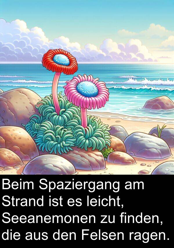 ragen: Beim Spaziergang am Strand ist es leicht, Seeanemonen zu finden, die aus den Felsen ragen.