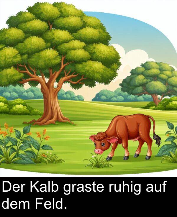 Kalb: Der Kalb graste ruhig auf dem Feld.