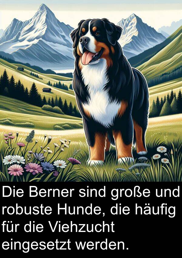 eingesetzt: Die Berner sind große und robuste Hunde, die häufig für die Viehzucht eingesetzt werden.