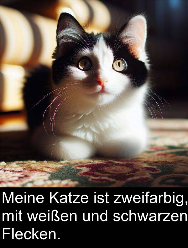 Katze: Meine Katze ist zweifarbig, mit weißen und schwarzen Flecken.