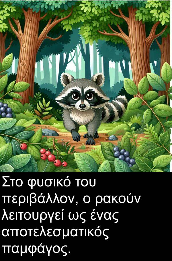 ρακούν: Στο φυσικό του περιβάλλον, ο ρακούν λειτουργεί ως ένας αποτελεσματικός παμφάγος.