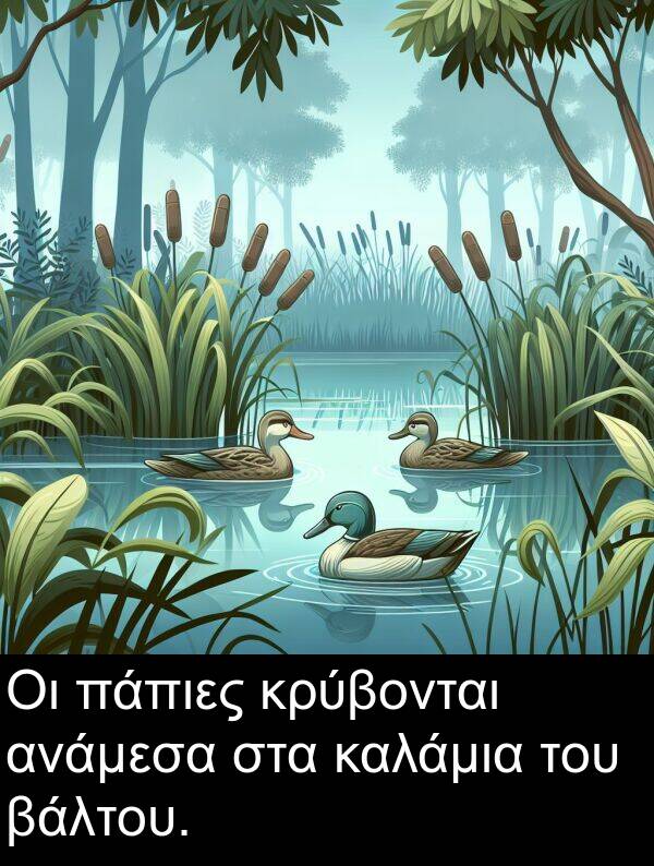 βάλτου: Οι πάπιες κρύβονται ανάμεσα στα καλάμια του βάλτου.