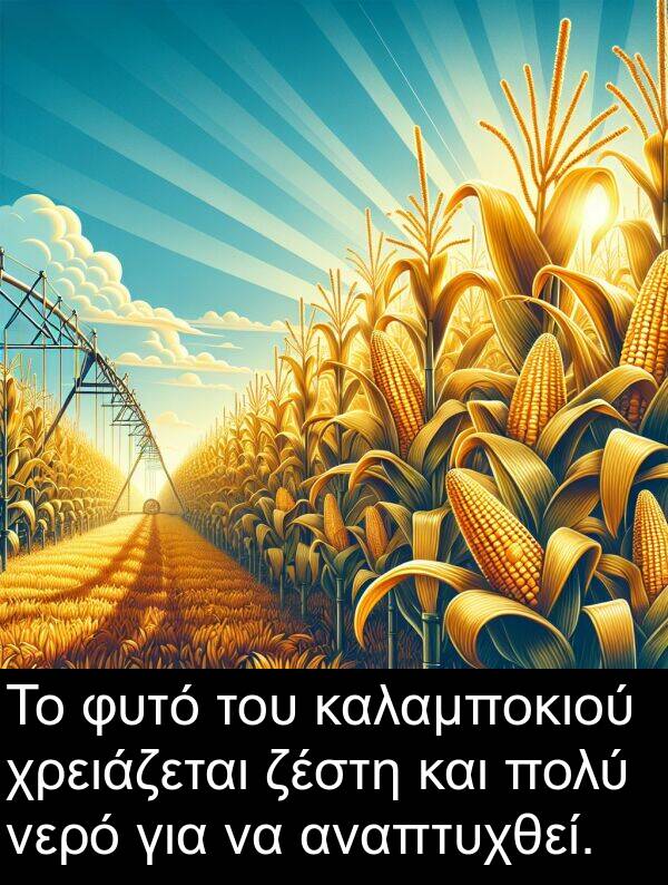 ζέστη: Το φυτό του καλαμποκιού χρειάζεται ζέστη και πολύ νερό για να αναπτυχθεί.