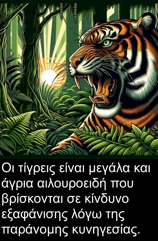 άγρια: Οι τίγρεις είναι μεγάλα και άγρια αιλουροειδή που βρίσκονται σε κίνδυνο εξαφάνισης λόγω της παράνομης κυνηγεσίας.