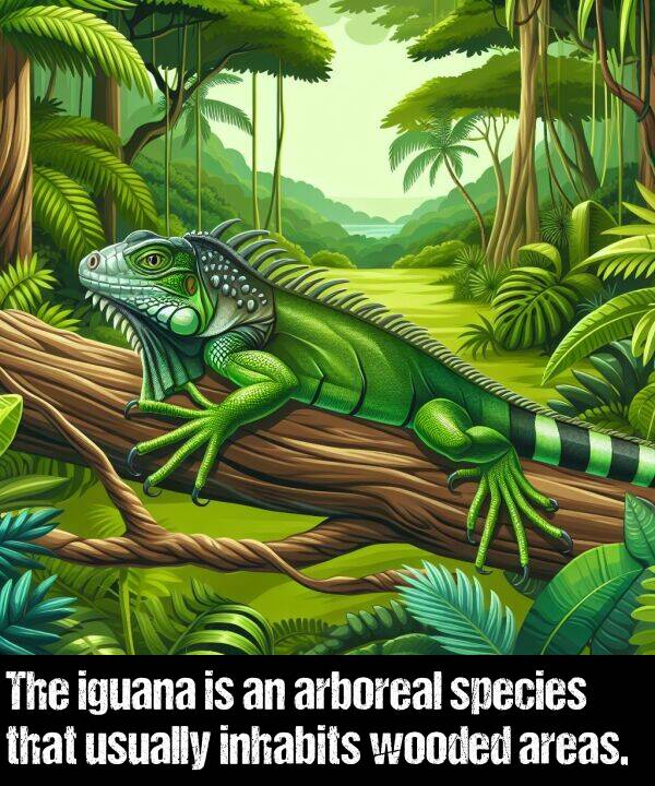 inhabits: The iguana is an arboreal species that usually inhabits wooded areas.