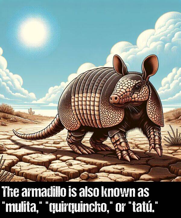 also: The armadillo is also known as "mulita," "quirquincho," or "tatú."