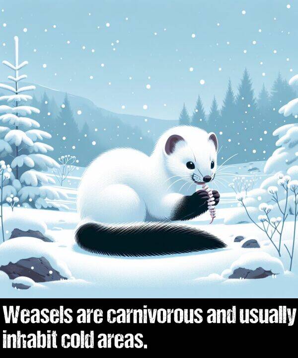 cold: Weasels are carnivorous and usually inhabit cold areas.