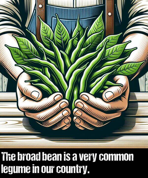 our: The broad bean is a very common legume in our country.