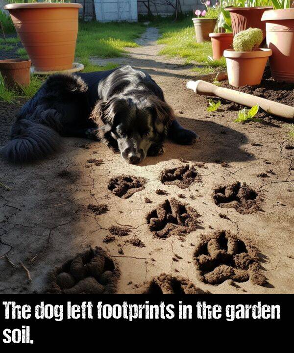 left: The dog left footprints in the garden soil.