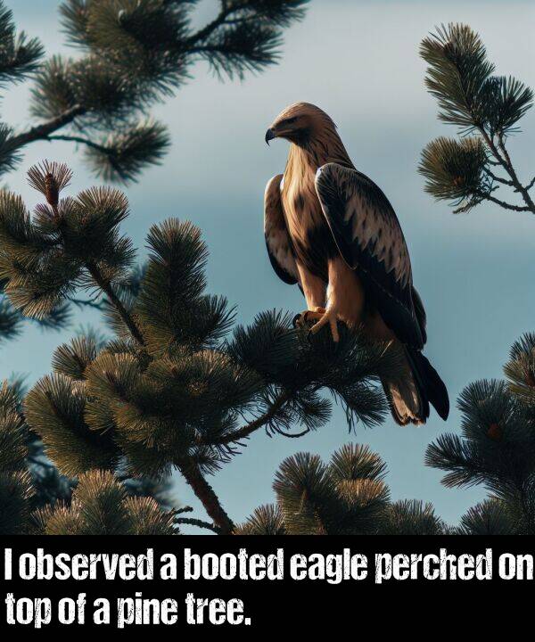 booted: I observed a booted eagle perched on top of a pine tree.