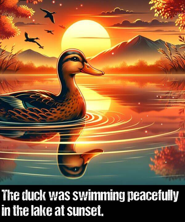 peacefully: The duck was swimming peacefully in the lake at sunset.