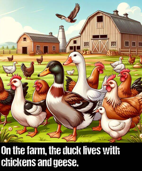 lives: On the farm, the duck lives with chickens and geese.