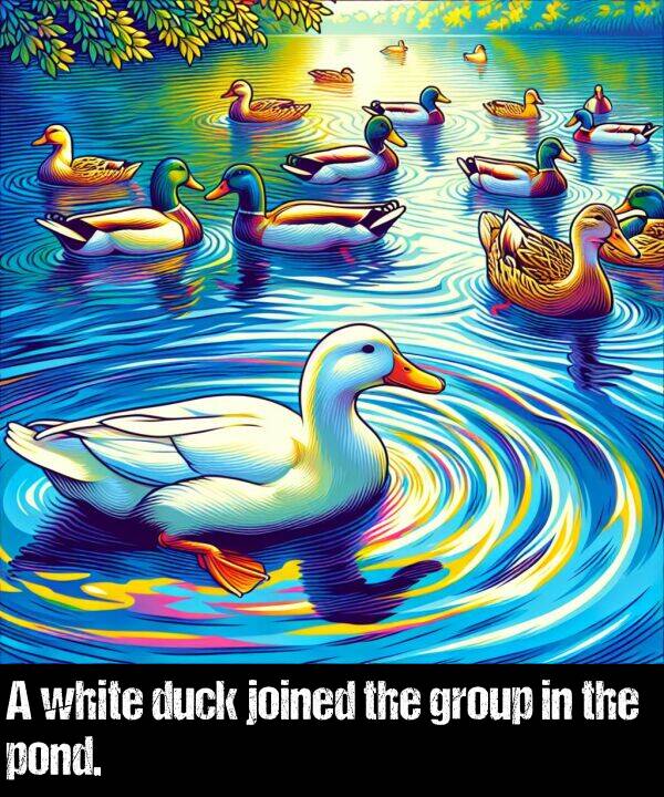 group: A white duck joined the group in the pond.