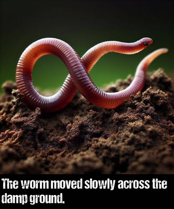 worm: The worm moved slowly across the damp ground.