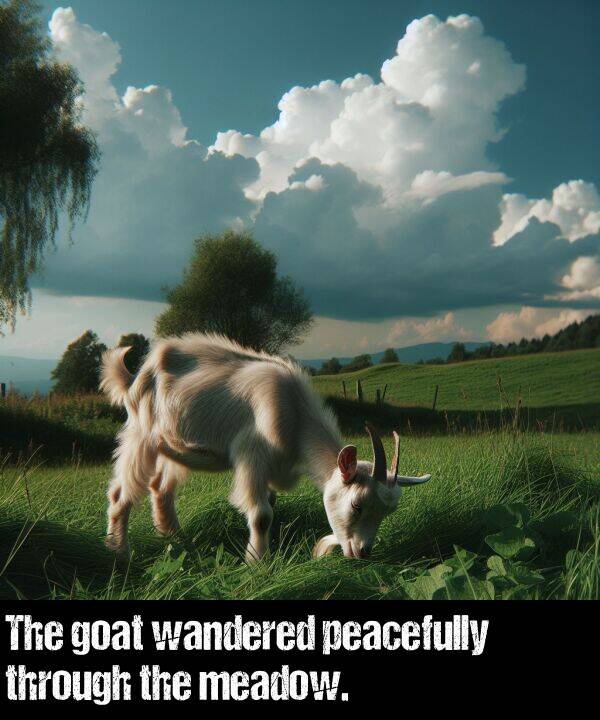 peacefully: The goat wandered peacefully through the meadow.