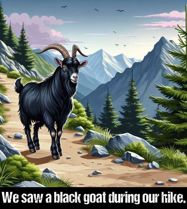 during: We saw a black goat during our hike.