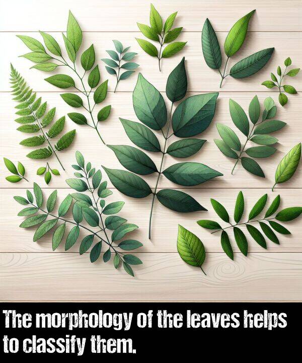 leaves: The morphology of the leaves helps to classify them.