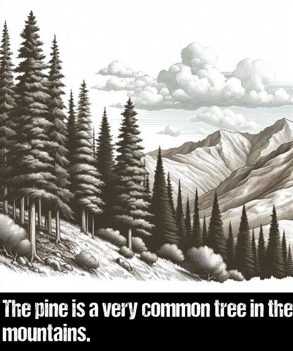 common: The pine is a very common tree in the mountains.