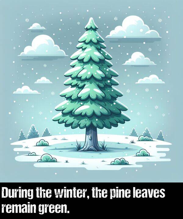 leaves: During the winter, the pine leaves remain green.