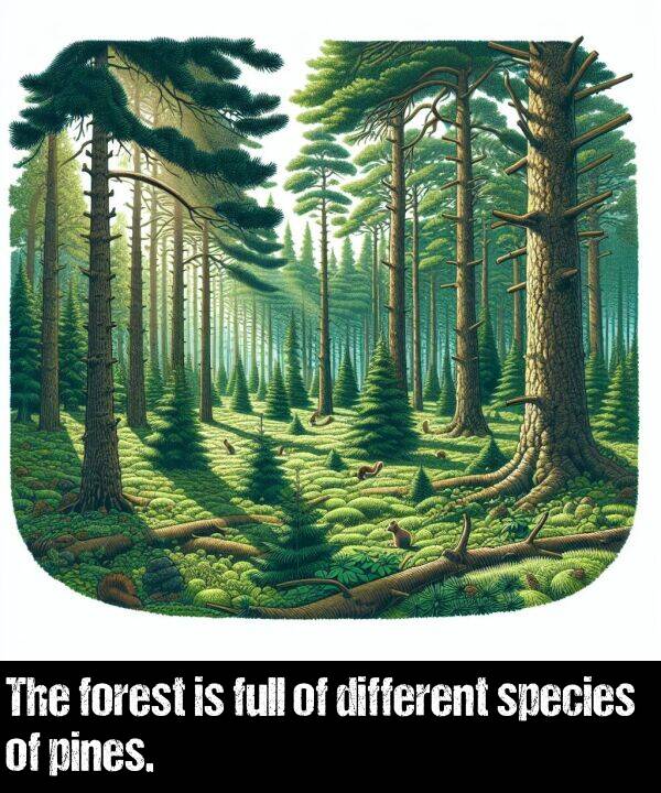 different: The forest is full of different species of pines.