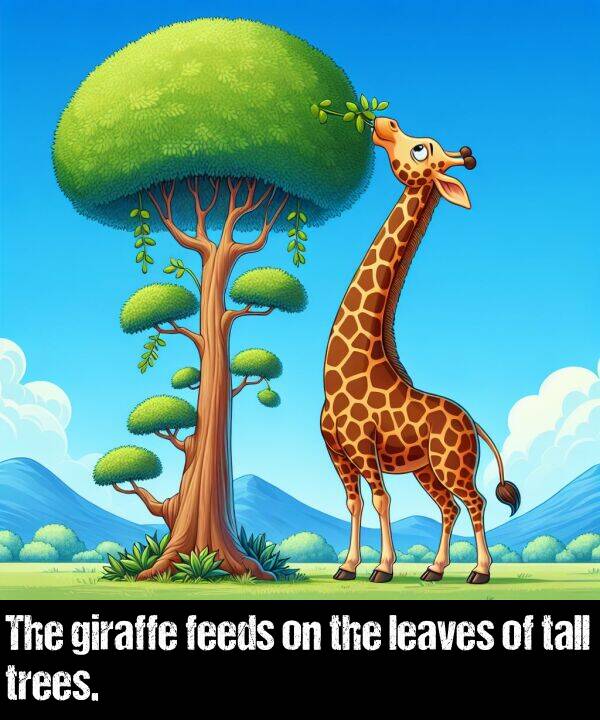 leaves: The giraffe feeds on the leaves of tall trees.