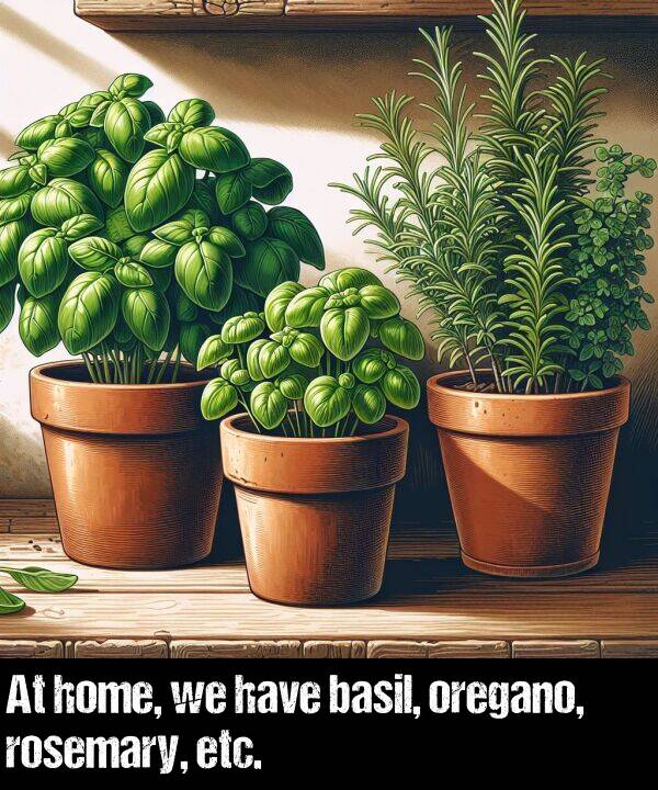 basil: At home, we have basil, oregano, rosemary, etc.