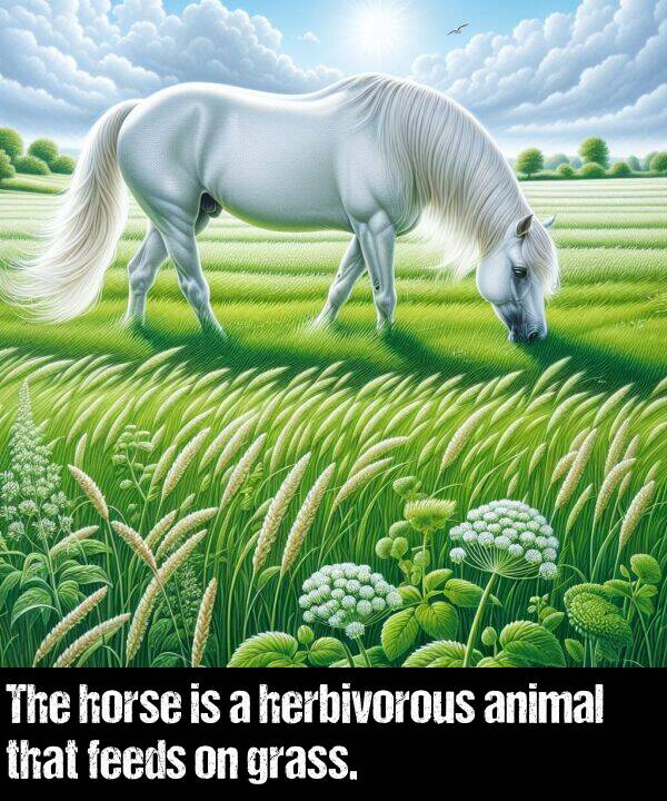 grass: The horse is a herbivorous animal that feeds on grass.