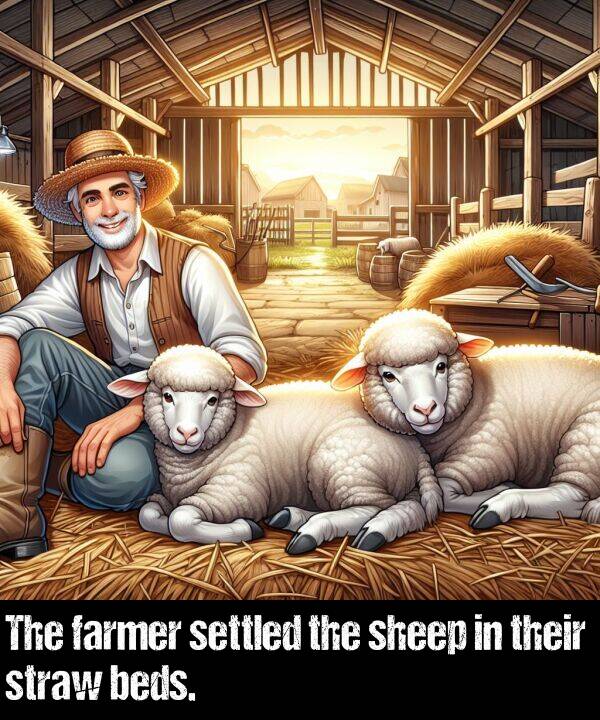 sheep: The farmer settled the sheep in their straw beds.