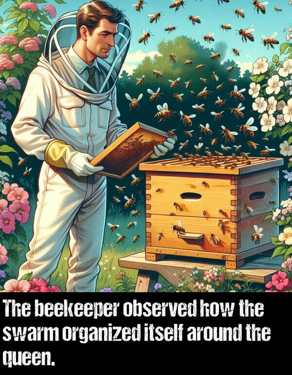 beekeeper: The beekeeper observed how the swarm organized itself around the queen.