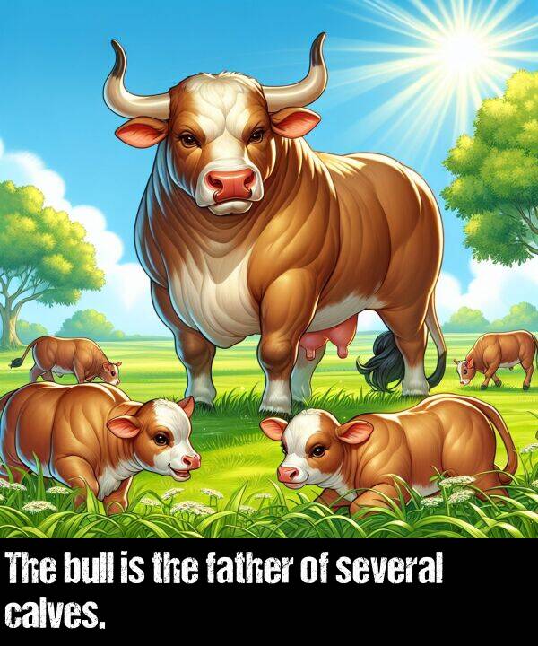 calves: The bull is the father of several calves.